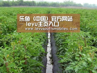 种植基地三